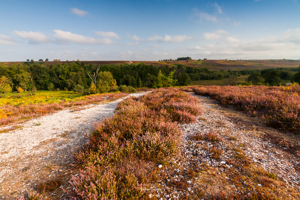 Rockford Common, Towards Ibsley